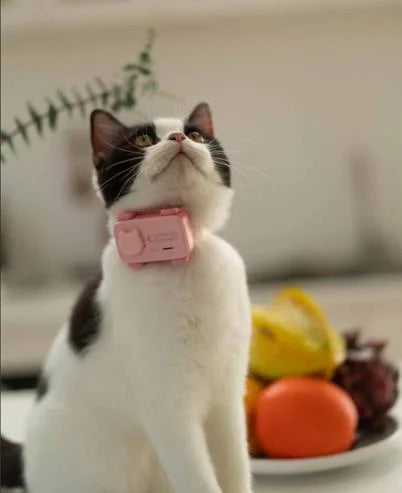 Glocalme Pet gps tracker pet phone Global tracking electronic fence